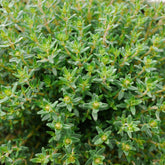 Hectarul - Seminte de cimbrisor aromat, 0,25 grame